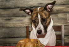 can dogs have turkey