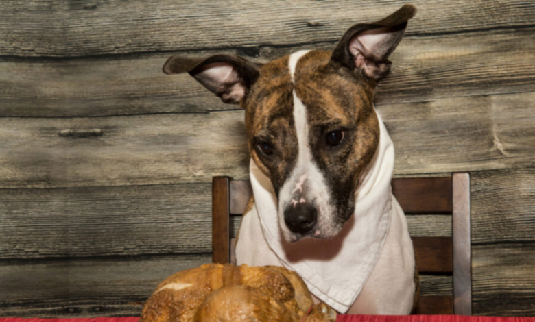 can dogs have turkey