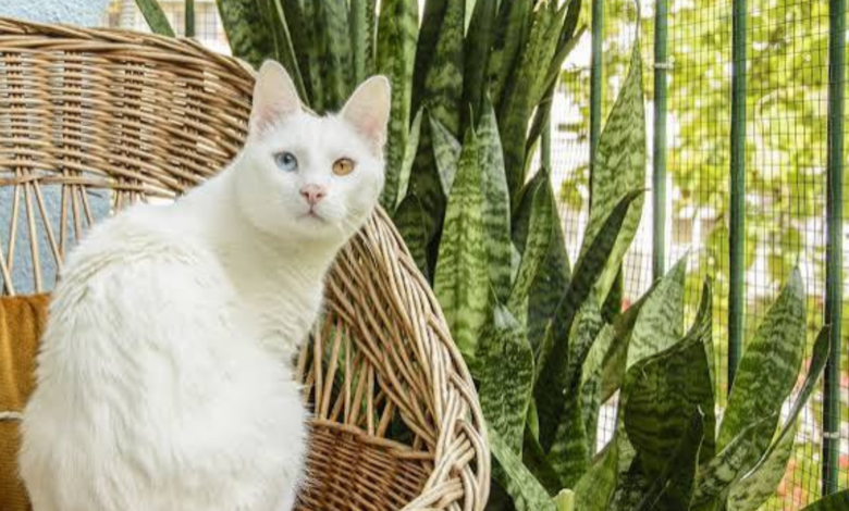 are snake plants toxic to cats